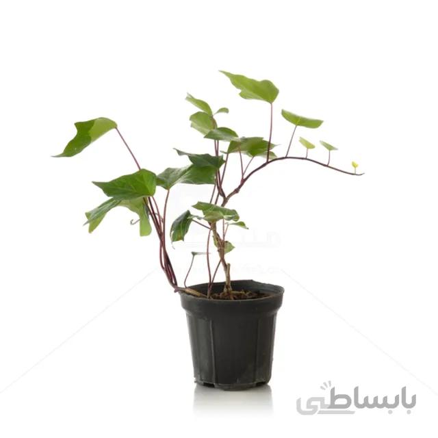 گیاه پاپیتال سبز (هدرا) ارتفاع 35 سانتی متر