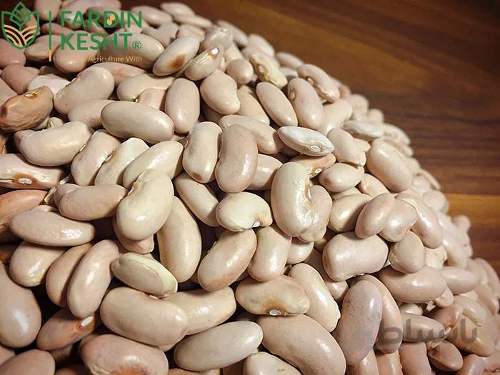 بذر لوبیا کشاورزی (رشتی) اصلاح شده بسته 10 عددی