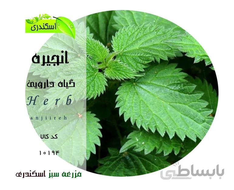گیاه انجیره