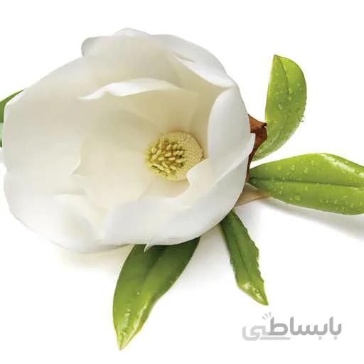 بذر مگنولیا سفید