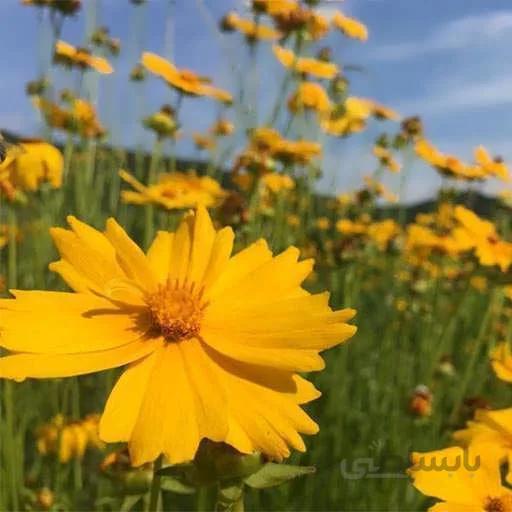 بذر گل اشرفی زرد