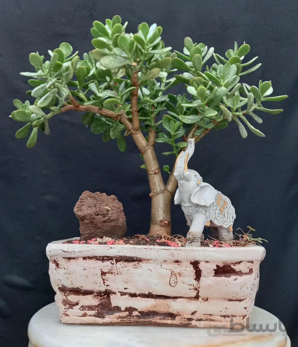 بنسای(بونسای) کراسولا اوتا گلدار ا Kerasula bonsai