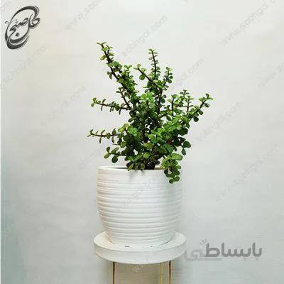 سفارش گل آنلاین – کراسولا خرفه ای طرح C-040