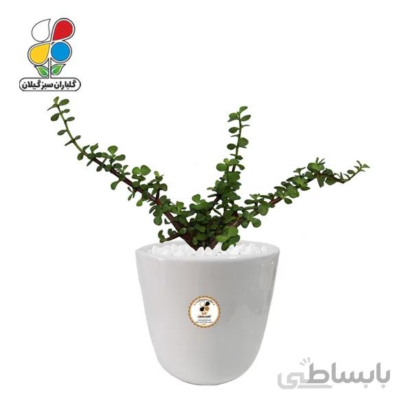 گیاه طبیعی خرفه زینتی (کراسولا) متوسط گلباران