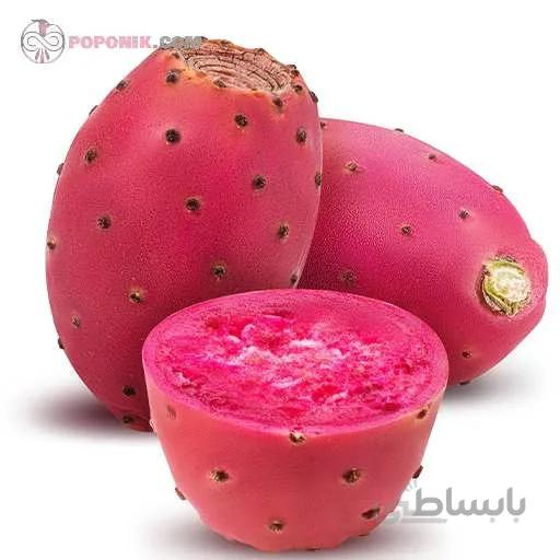بذر کاکتوس اپونتیا میوه دار قرمز
