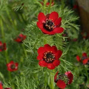 بذر گل آدونیس ا Adonis aestivalis