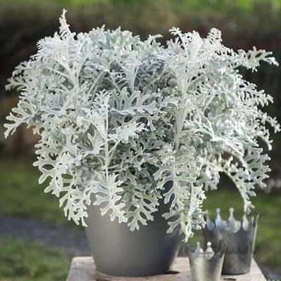 بذر گل ابری نقره ای