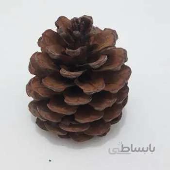 میوه کاج تزئینی (رنگی و رنگ طبیعی) ونداهایپر - آبی