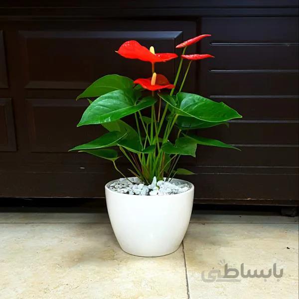 گلدان آنتوریوم