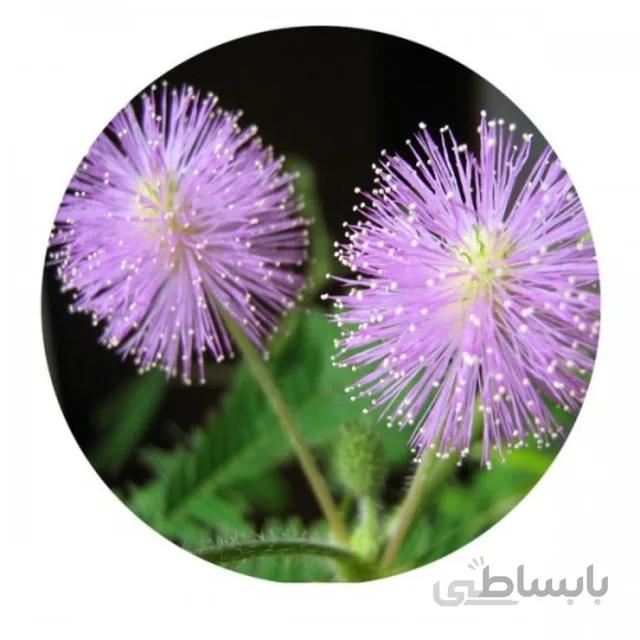 بذر گل قهر و آشتی