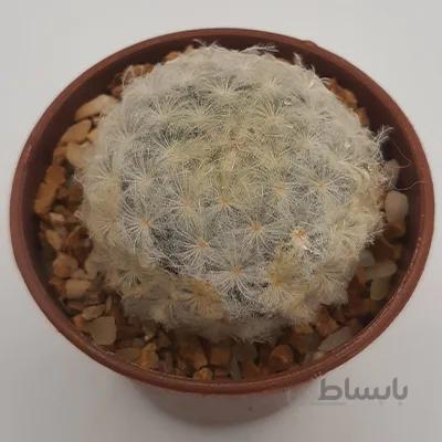 پلومزا بسیار خاص و باکیفیت