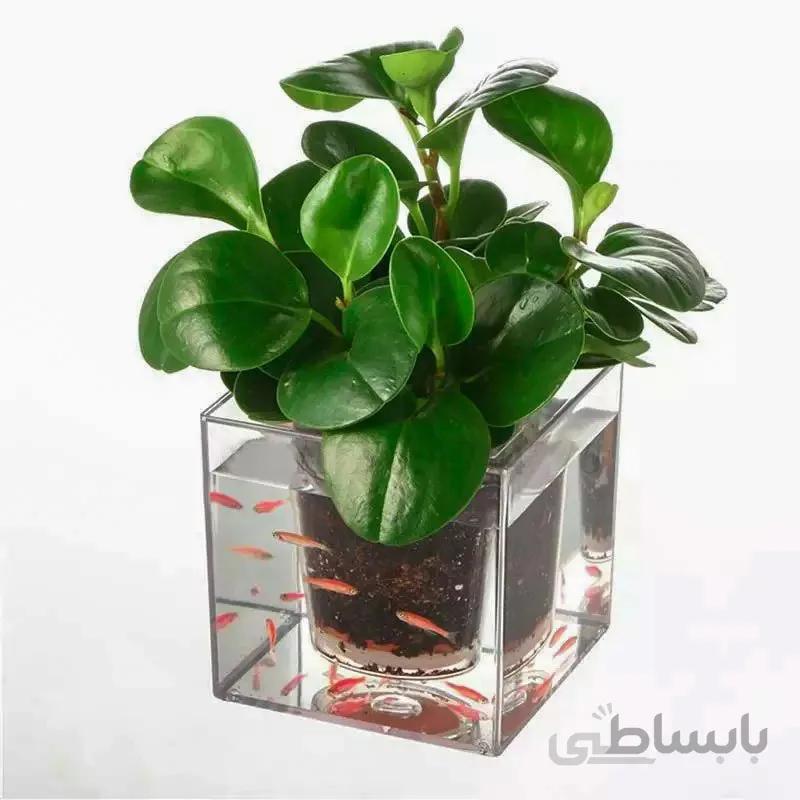 گلدان آکواریوم