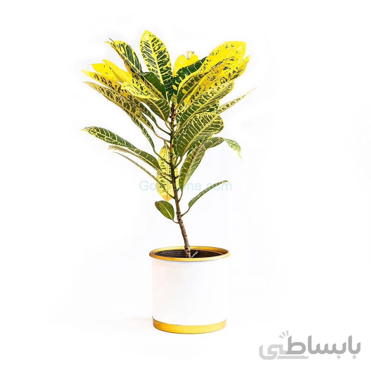 گیاه کروتون گورخری | سایز متوسط