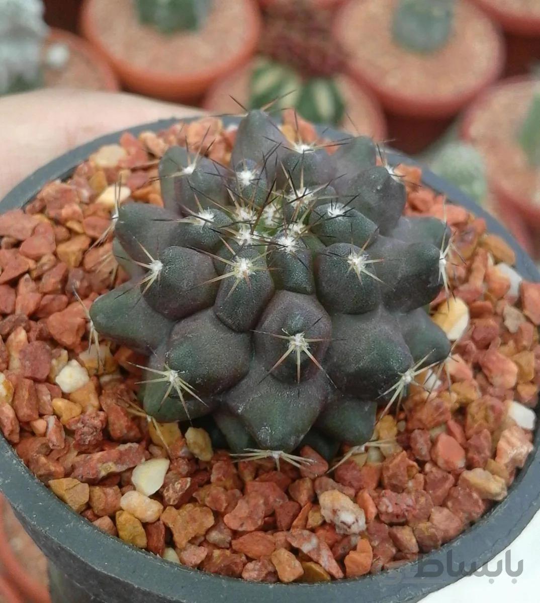 کاکتوس کوپیاپوآ | copiapoa