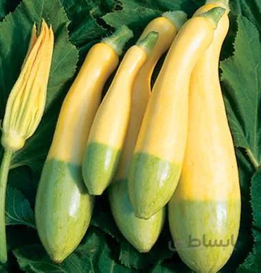 بذر کدو زرد دو رنگ هیبرید آمریکایی بسته 5 عددی