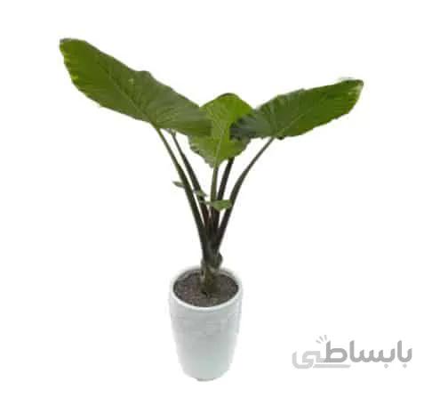 بابا آدم طرح E018 ( ارسال گل رایگان )
