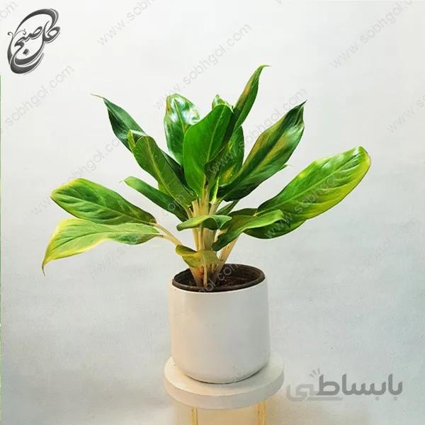 سفارش گل آنلاین – آگلونما طلایی طرح A-022
