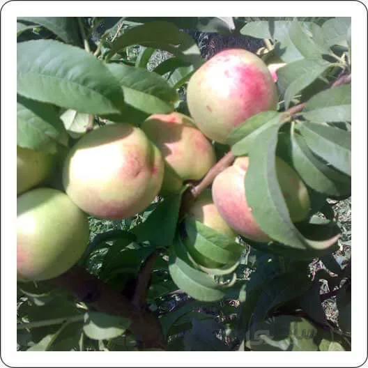 شلیل شمس دیررس