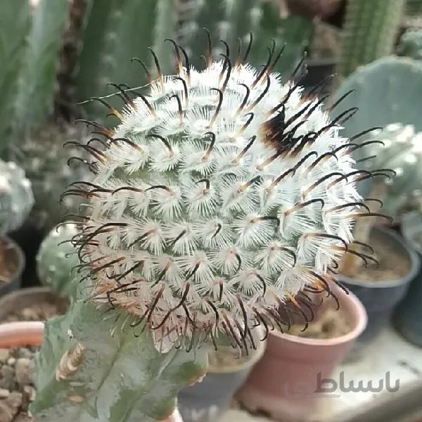 مامیلاریا دلارزا پیوندی