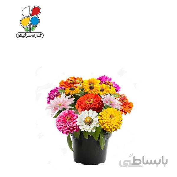 بذر گل آهار بسته بندی کوچک مدل GPSF7S