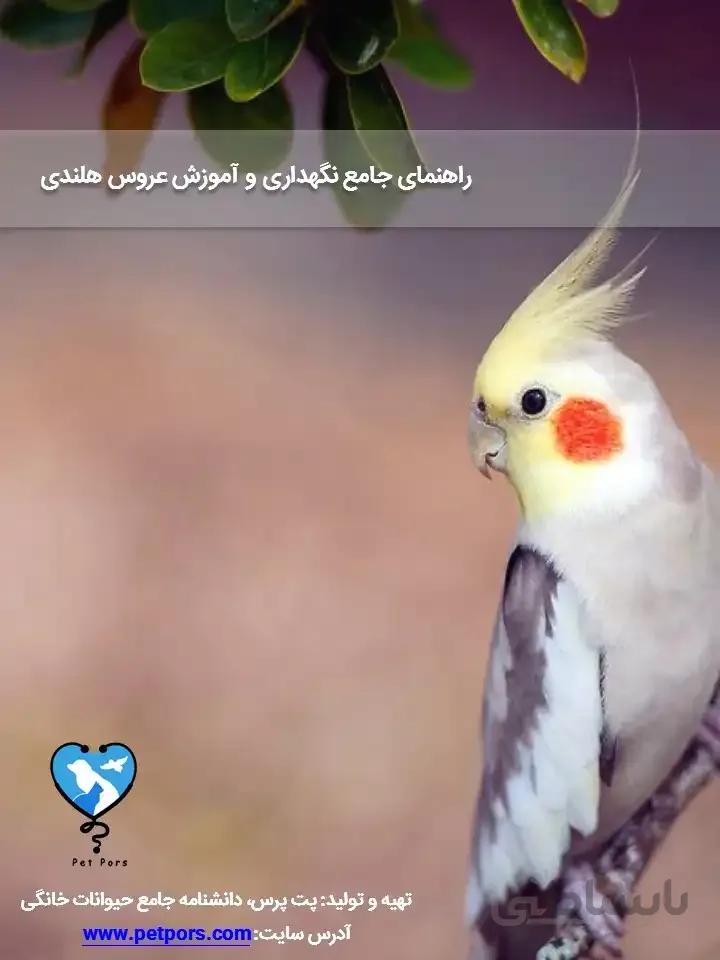 راهنمای جامع نگهداری و آموزش عروس هلندی