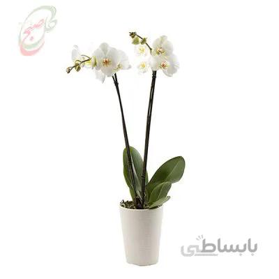 گل ارکیده دو شاخه ORK01