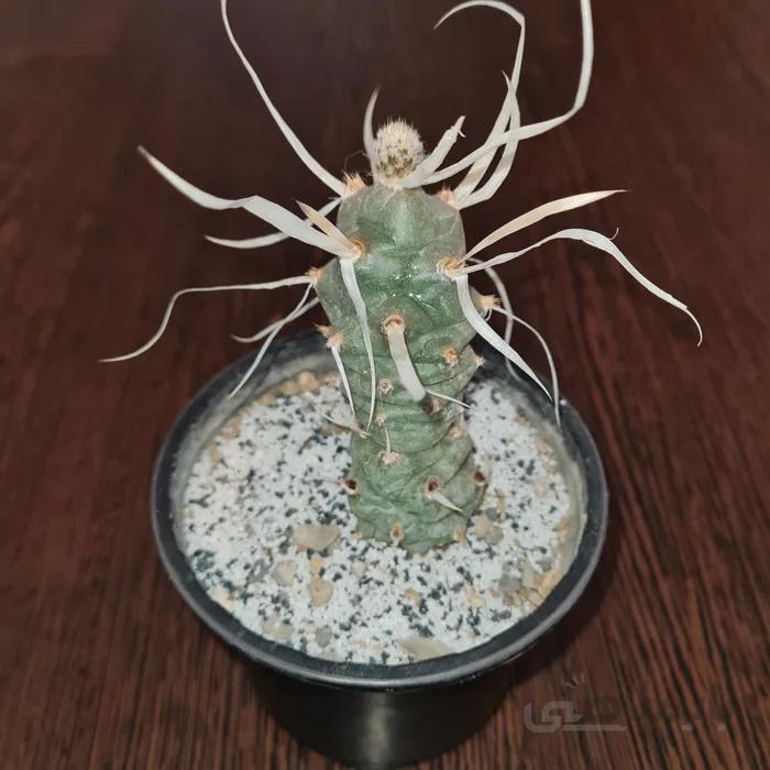 کاکتوس تفرو کاغذی تیغ بلند Tephrocactus papyracanthus