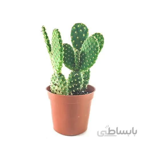 بذر کاکتوس گوش خرگوشی
