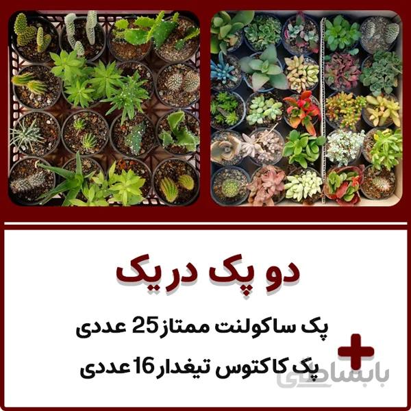 پکیج کاکتوس تیغدار و ساکولنت دو در یک