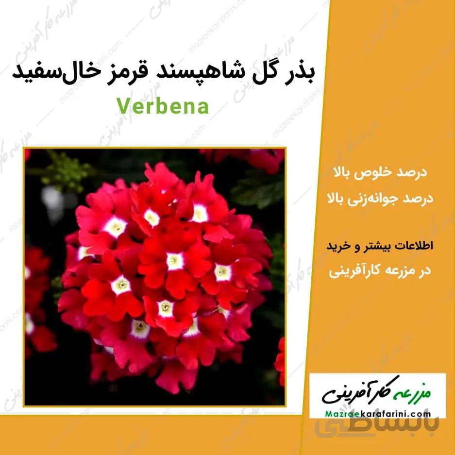 بذر گل شاهپسند قرمز خال سفید