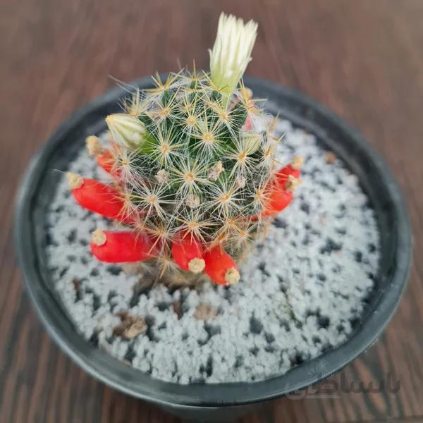 مامیلاریا پرولیفرا Mammillaria prolifera