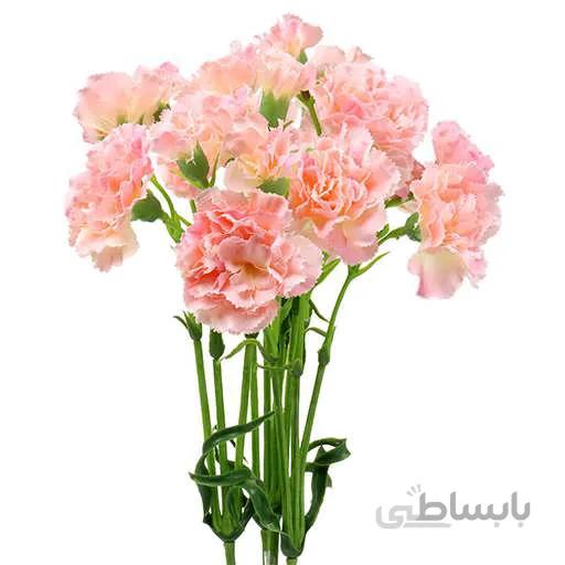 بذر گل میخک گلبهی