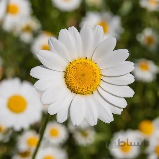 بذر گل مارگریت
