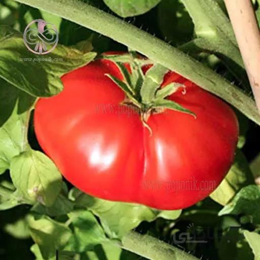 بذر گوجه فرنگی بیف استیک قرمز