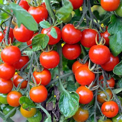 بذر گوجه چری قرمز