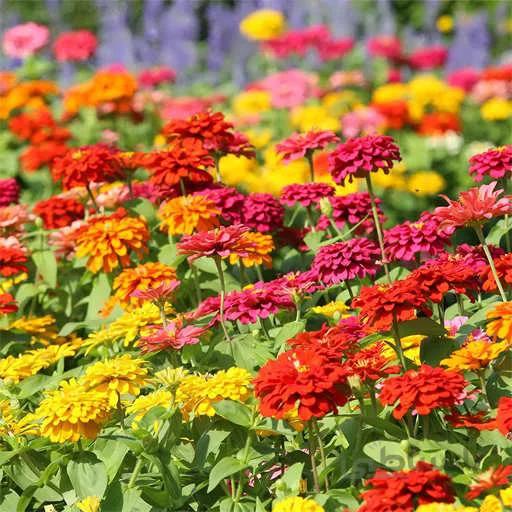 بذر گل های باغی دسته گلی میکس