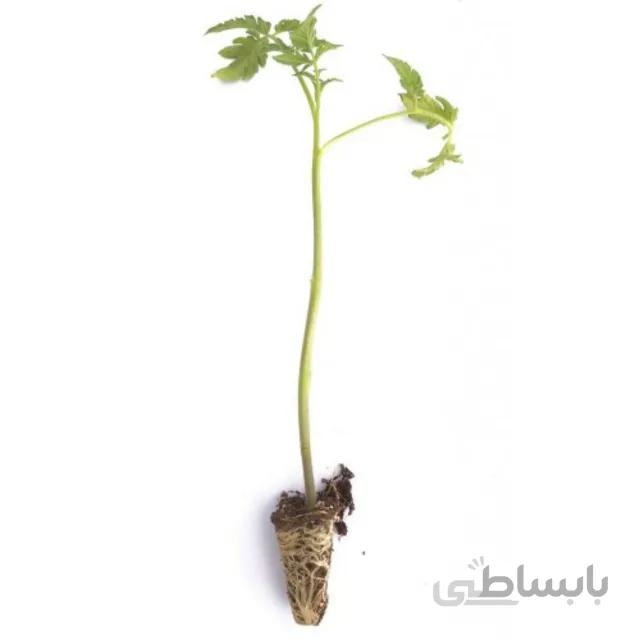 نشاء گوجه فرنگی