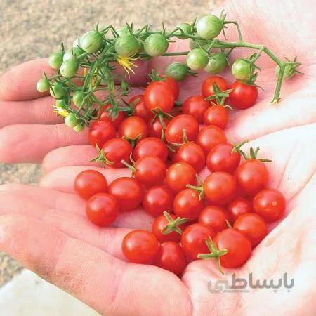 گوجه سیلیگینو ایتالیایی
