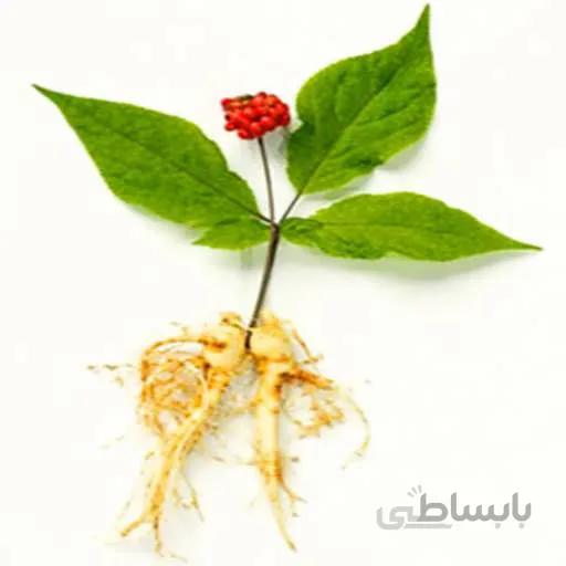بذر جینسینگ کره ای