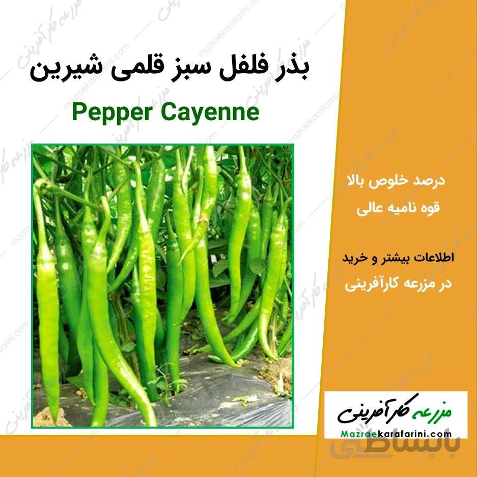 بذر فلفل سبز قلمی شیرین