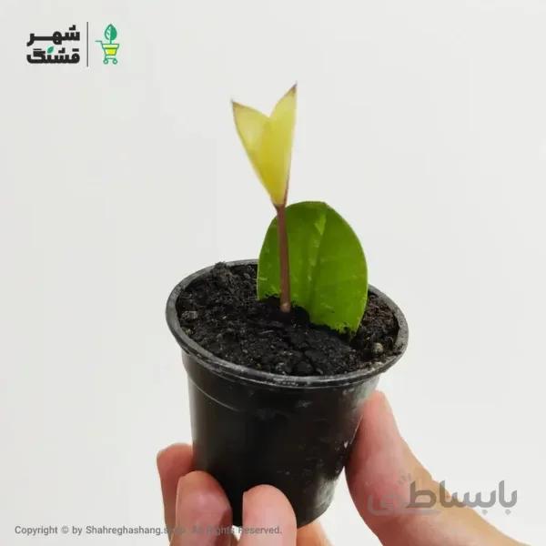 زامیفولیا ابلق طلایی (سایز نشا)