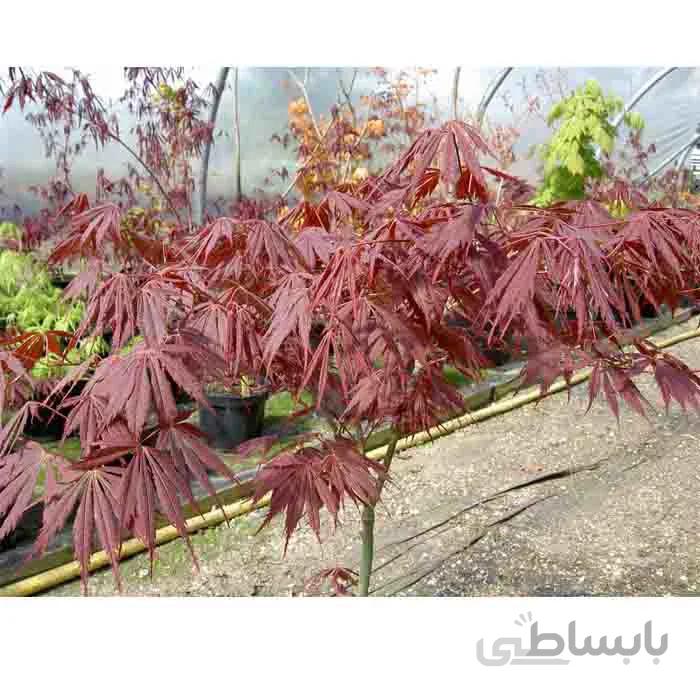 افرا قرمز
