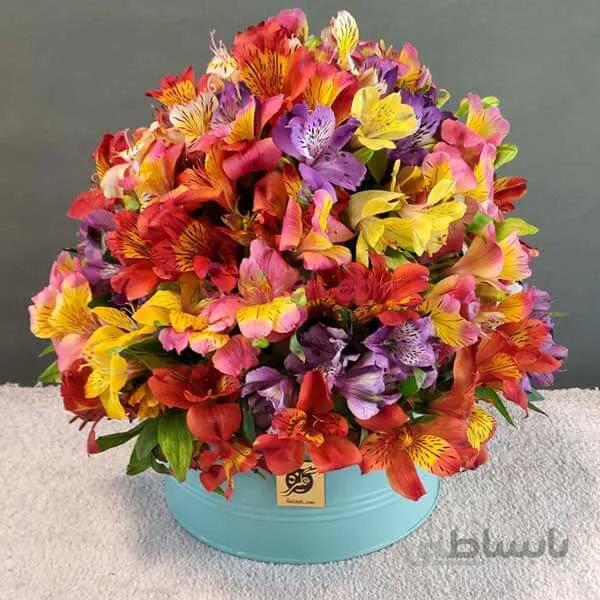 باکس گل آلسترومریا رنگی