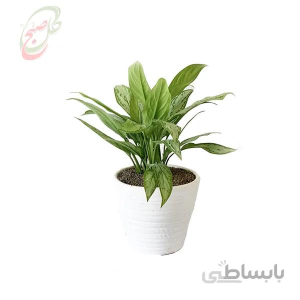 خرید گل آنلاین – آگلونما کاهویی