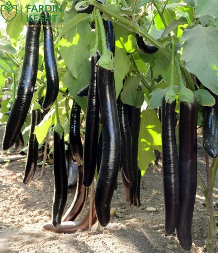 بذر بادمجان قلمی بنگلادشی بلند بسته 20 عددی