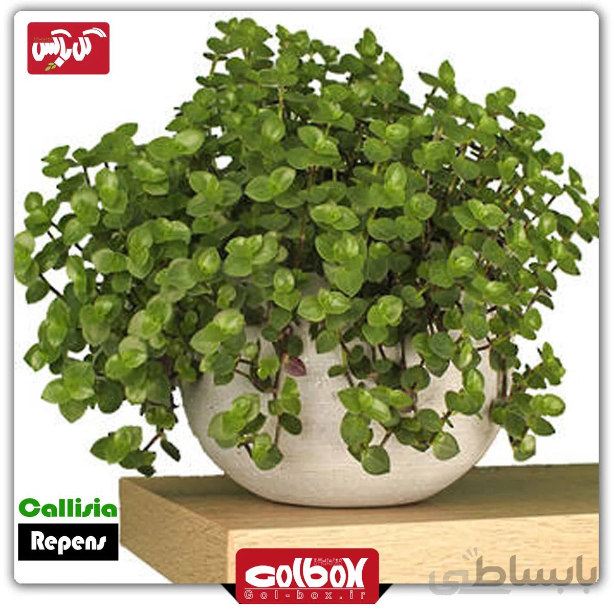 برگ بیدی مینیاتوری (کالیسیا) سطل 7