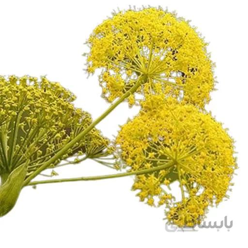 بذر باریجه