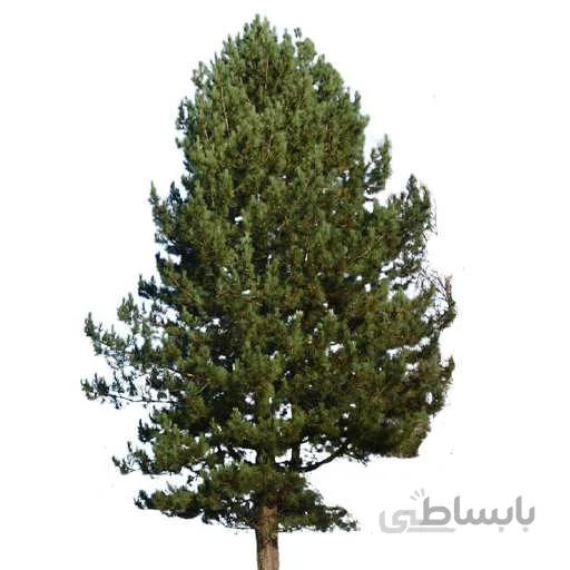 بذر درخت کاج سیاه