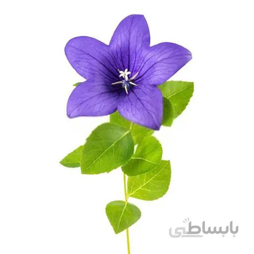 بذر گل استکانی پا بلند