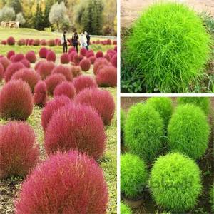بذر گیاه زیبای kochia scoparia ا kochia scoparia